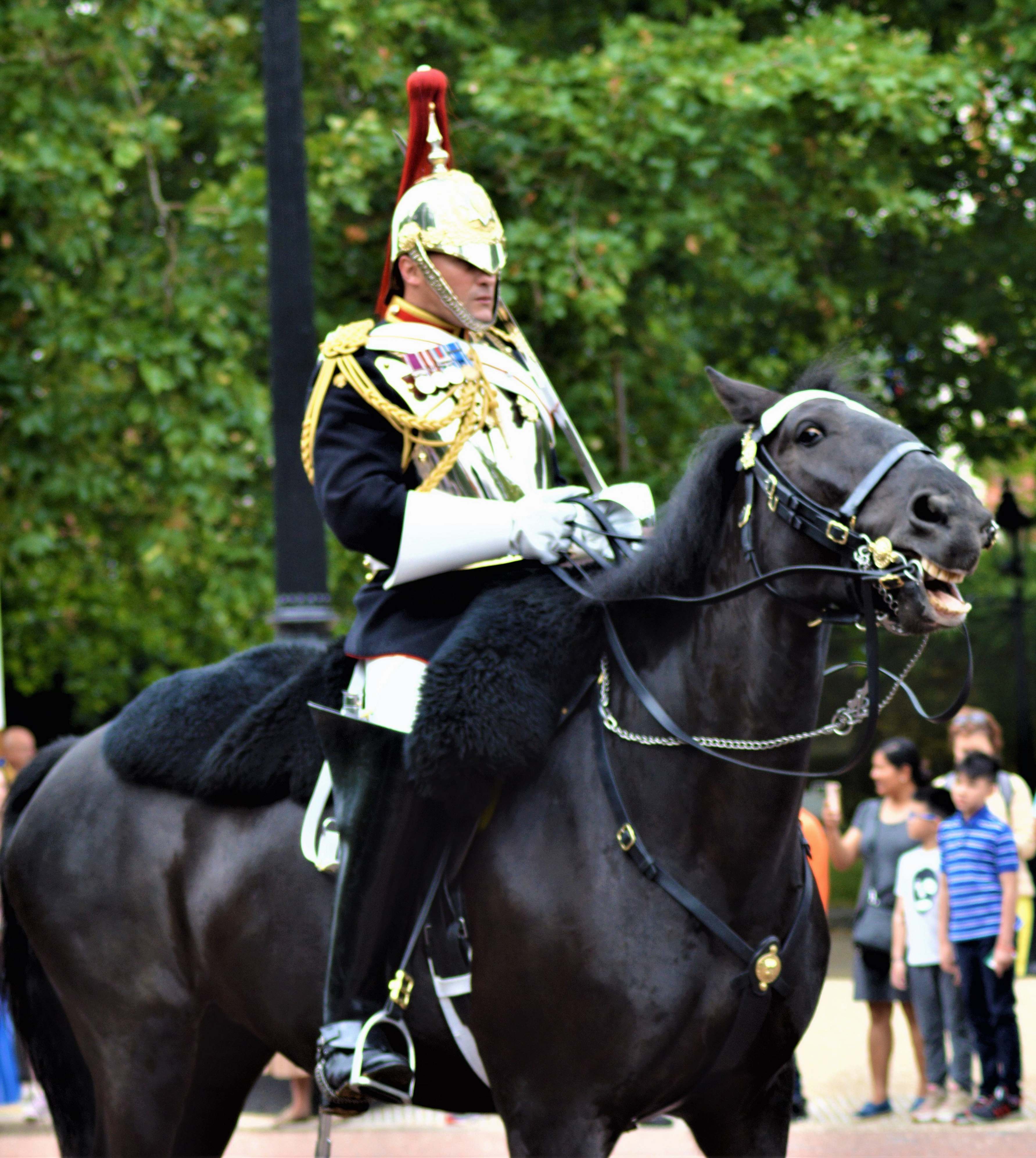 Horse Man Wearing White And Black Costume Riding On Black Horse Mammal ...