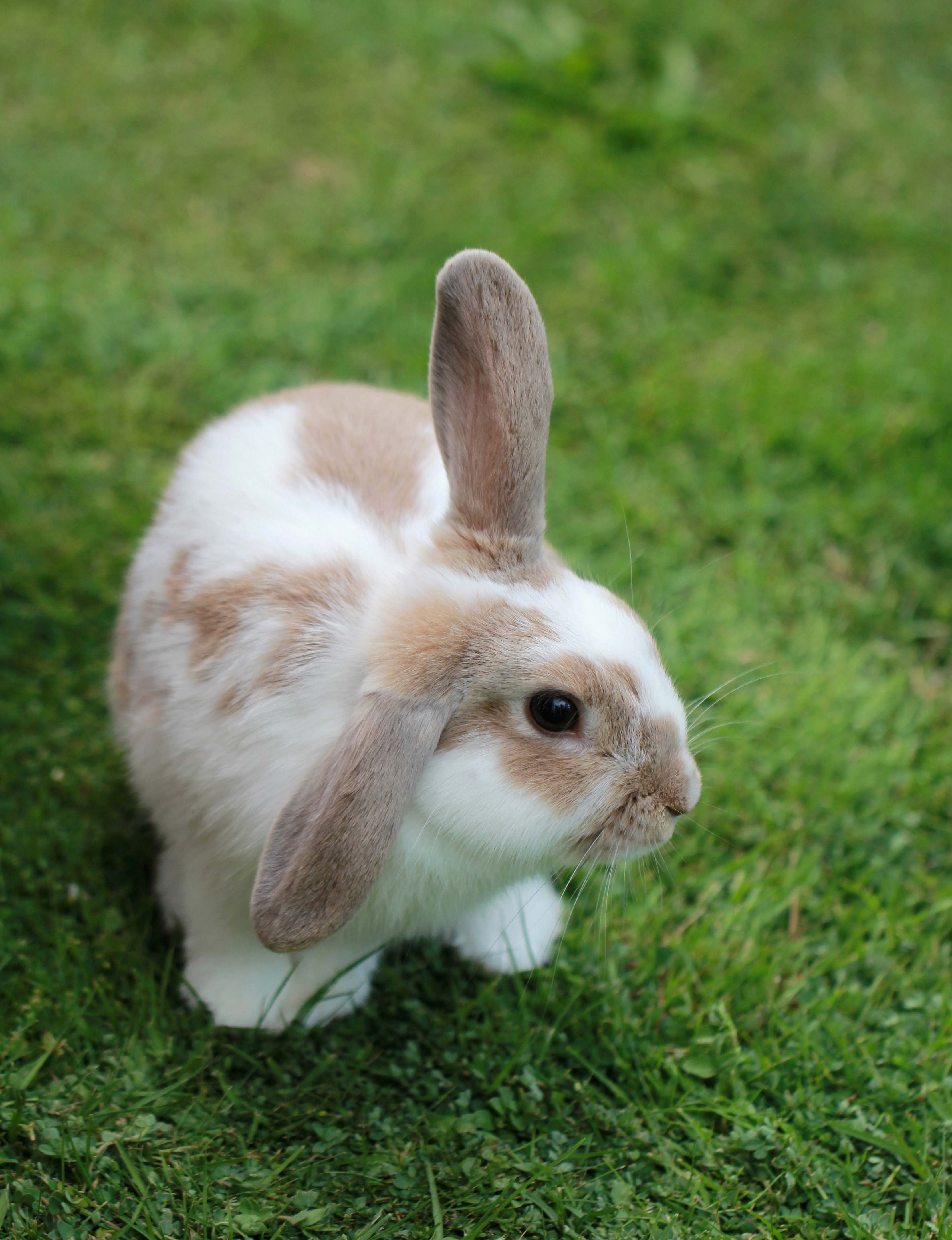 Bunny White And Brown Rabbit Rabbit Image Free Photo