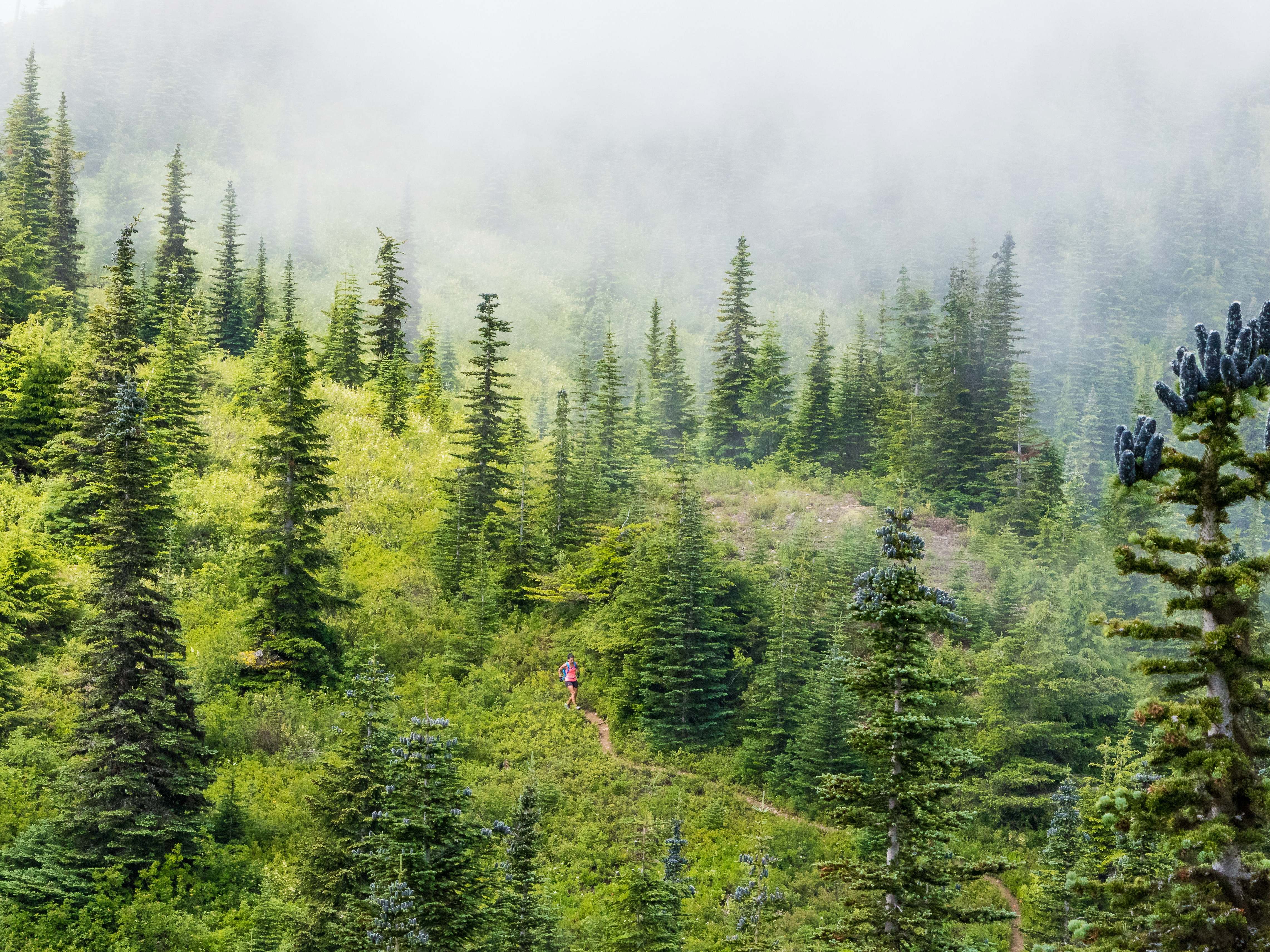 tree aerial view photography of person walking between pine trees abies ...