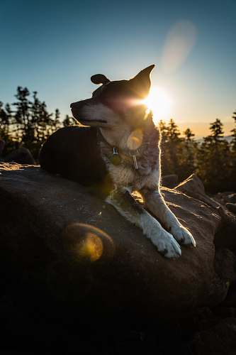  adult short-coated black and beige dog on rock 