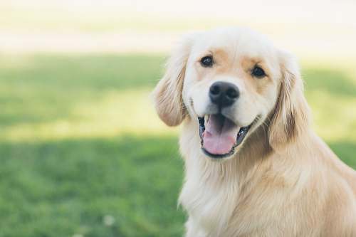 dog adultgolden retriever pet
