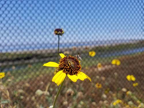 apidae bee on yellow petaled flower bee