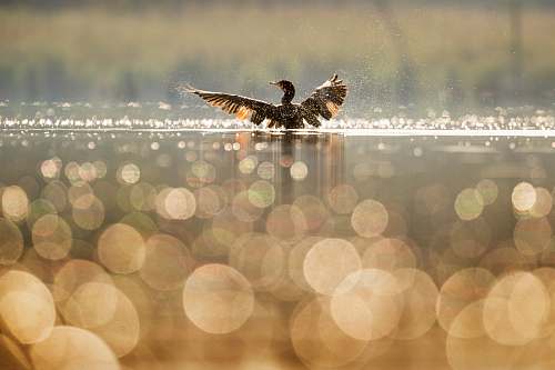 bird bird bathing on body of water maurice river