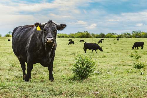 cattle black cattle on green grass field cow