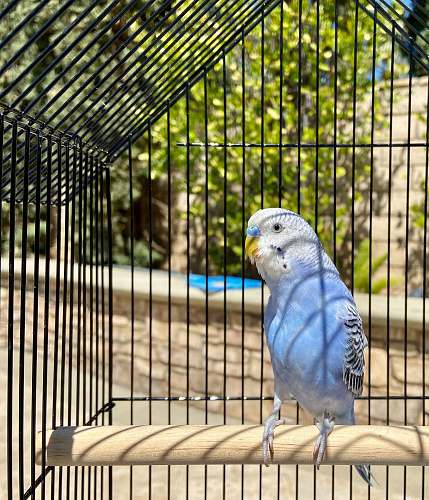 bird blue and white bird on brown wooden table parakeet