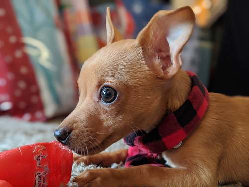 canine brown chihuahua wearing red and white scarf dog
