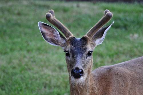 antelope brown deer mammal
