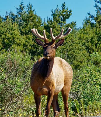 deer brown deer elk