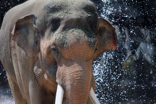 elephant brown elephant closeup photography wildlife