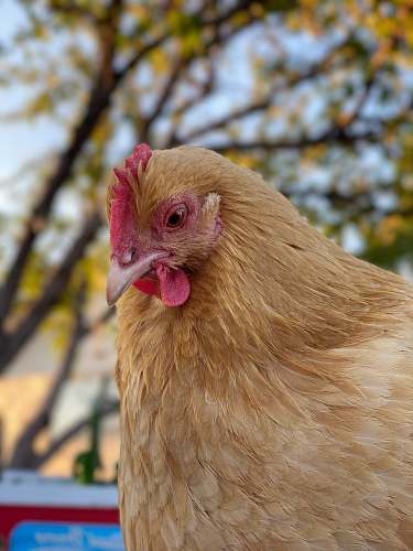 bird brown hen in tilt shift lens chicken