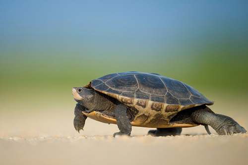 tortoise focused photo of a sea turtle walking on the seashore turtle