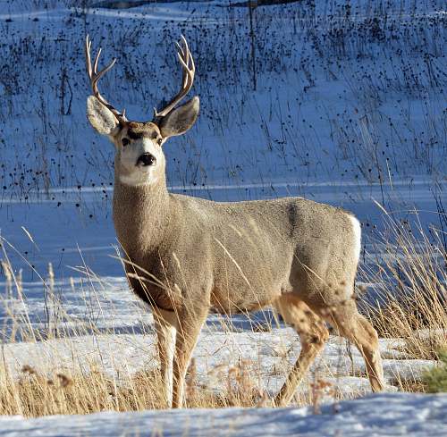 deer gray and white deer on snow field wildlife