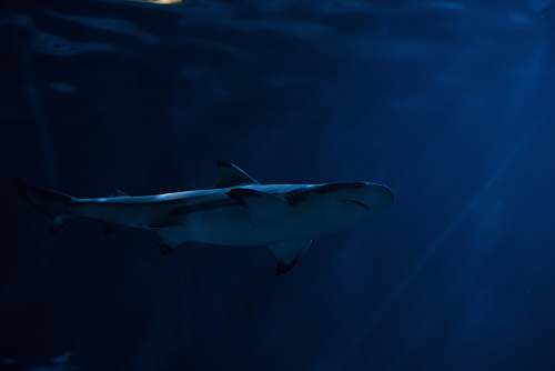 fish gray shark in body of water chicago