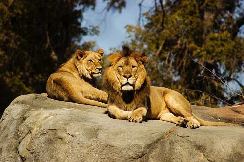 wildlife shallow focus photography of lion and lioness lion