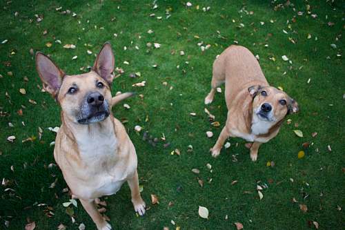 dog two brown dog standing on green grass canine