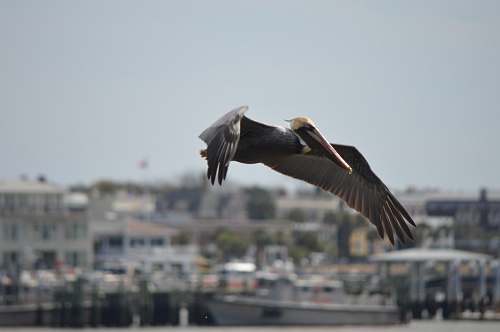 bird white and black pelican flying during daytime pelican