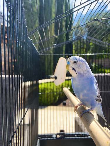 bird white and yellow bird on brown wooden stick parakeet