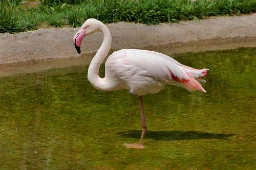 bird white bird on focus photography flamingo