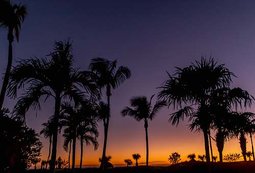 flora silhouette of trees during nighttime palm tree