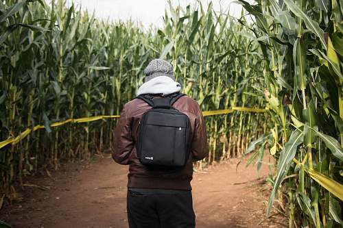 bag person wearing brown leather jacket and black backpack while walking on cornfield foster family farm