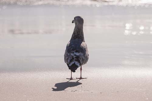 seagull grey and white bird standing in front of grey calm body of water during daytime grey
