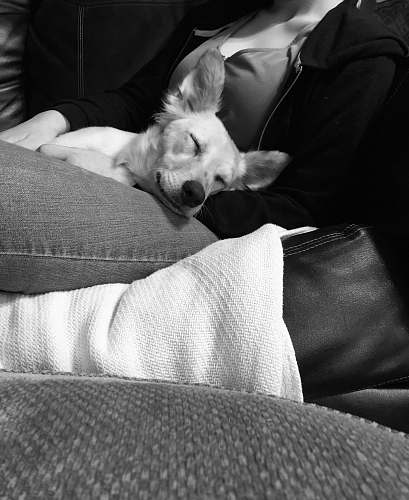 pillow grayscale photography of dog sleeping on woman's lap cushion