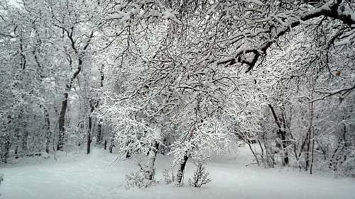 grey snow covered trees during daytime snow