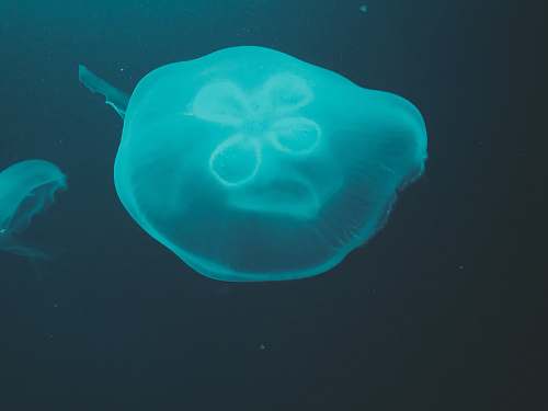 animal blue jellyfish in black background sea life