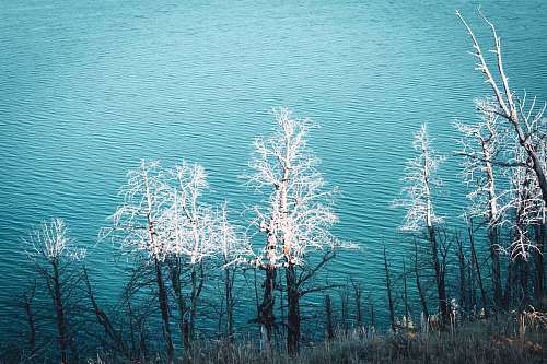 water calm body of water tree