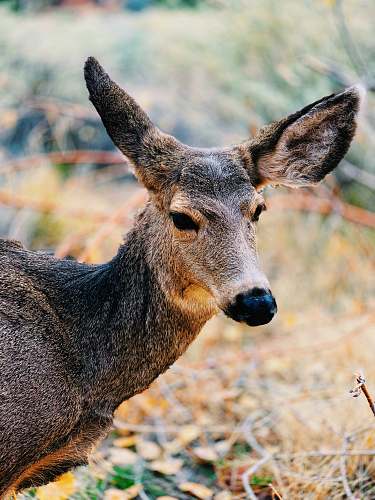 animal brown and gray deer wildlife