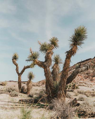 plant green leafed tree joshua tree national park