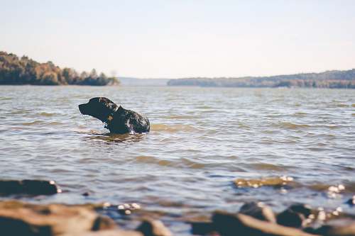 water black Labrador dog on body of water animal
