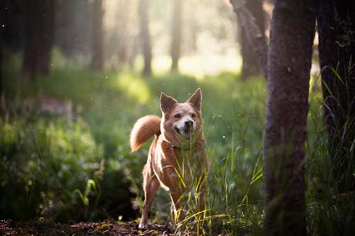 animal short-coated brown dog on green grass field pet