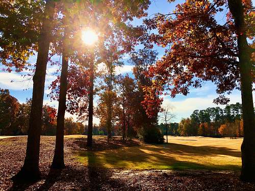 light brown trees on green grass field during daytime plant