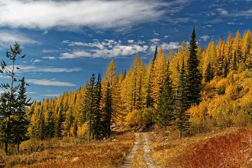conifer road beside forest larch