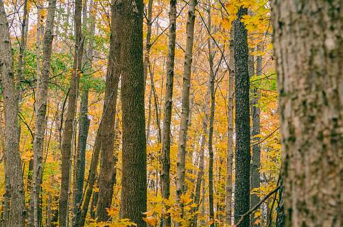 tree yellow and green forest during daytime birch