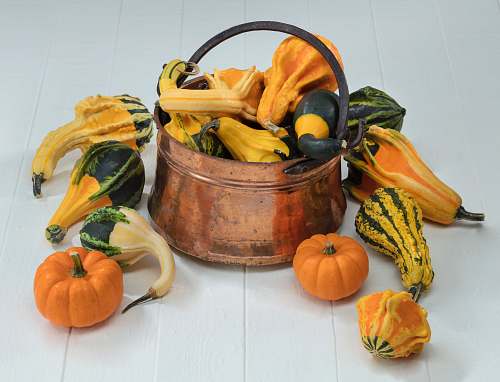 food yellow pumpkin lot plant