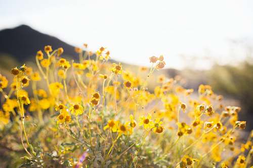 yellow closeup photo of yellow petaled flowers spring