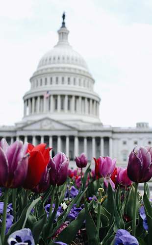 blossom Washington DC landmark flora