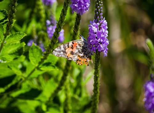 plant white, yellow, and black butterfly close-up photography purple