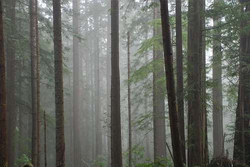 nature forest covered with fog flora