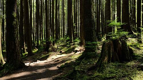 tree landscape photography of forest nature