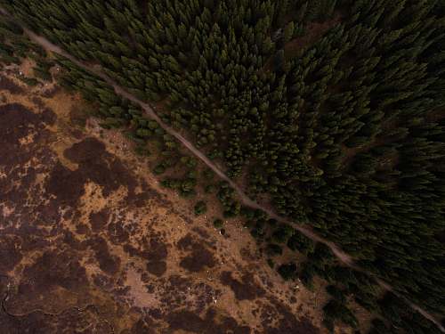 colorado green trees united states