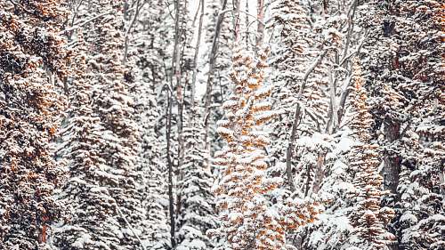 ice snow covered trees at daytime snow