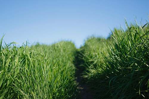 flora grass field plant