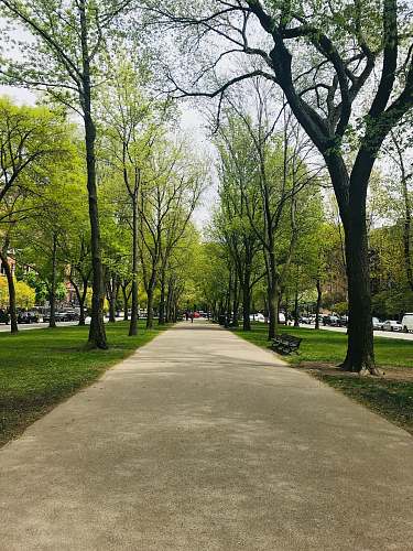 plant gray concrete pathway between green trees during daytime path