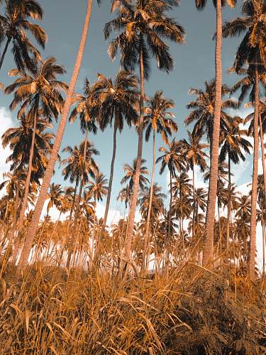 tree green palm trees on brown grass land under blue sky flora