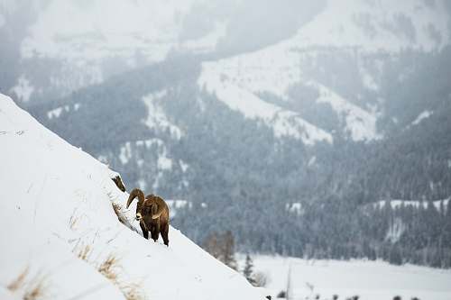 mammal brown animal on snow covered mountain during daytime animal