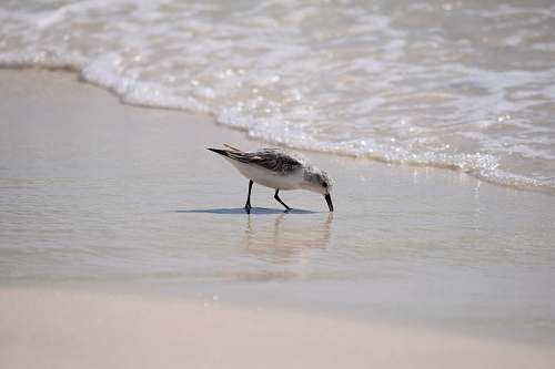 animal seagull on the shore bird
