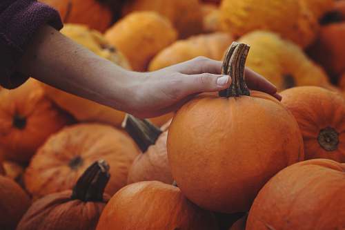 person person touching pumpkin people
